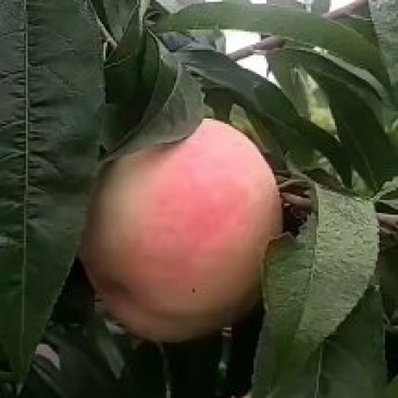 千亩桃园基地永连蜜桃大量上市中有需要联系我