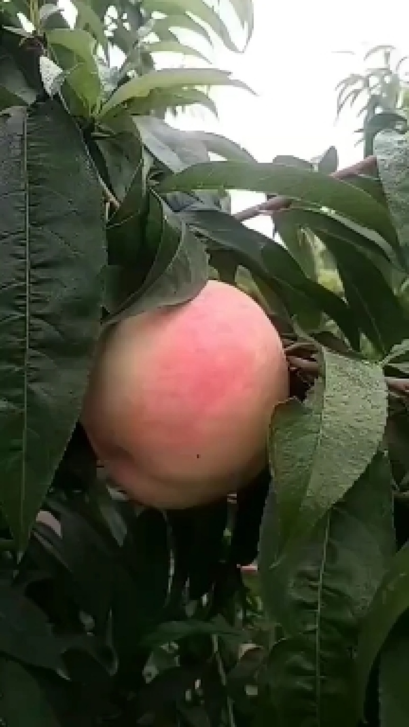 千亩桃园基地永连蜜桃大量上市中有需要联系我