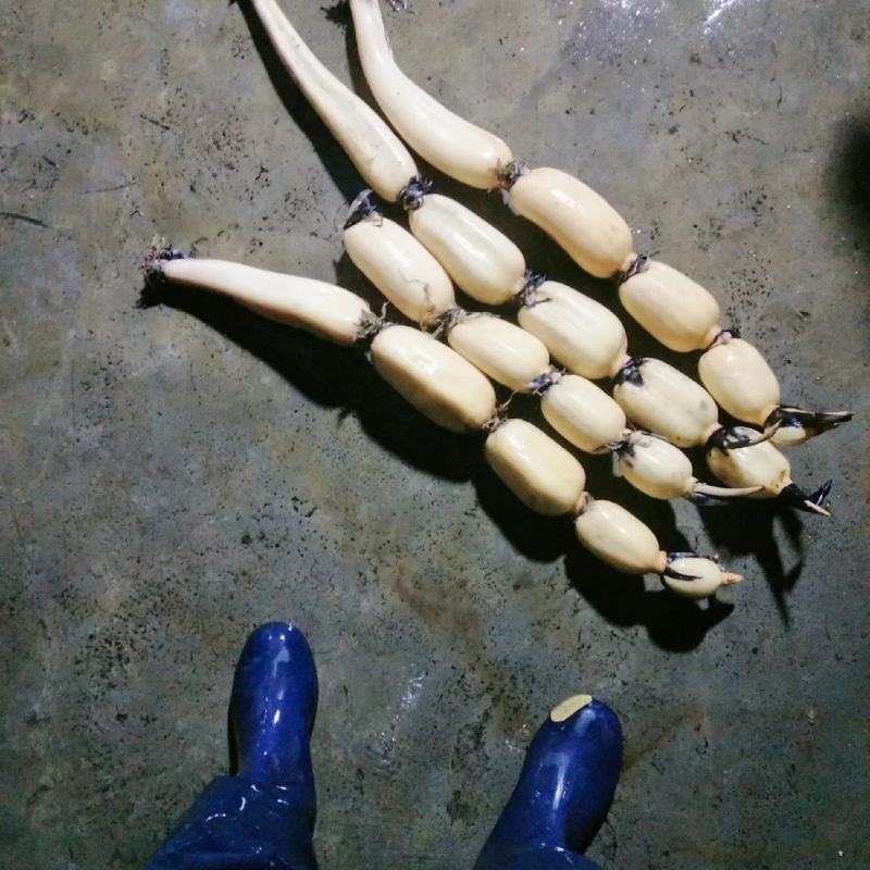 莲藕新35