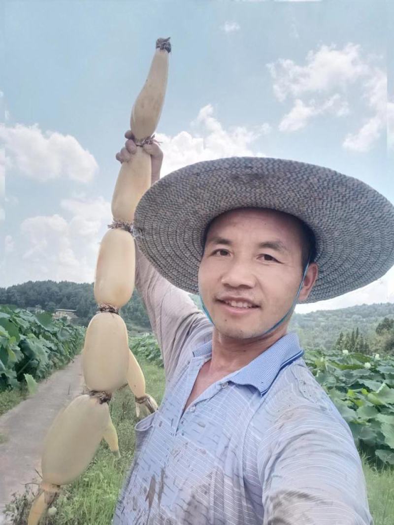 莲藕新35