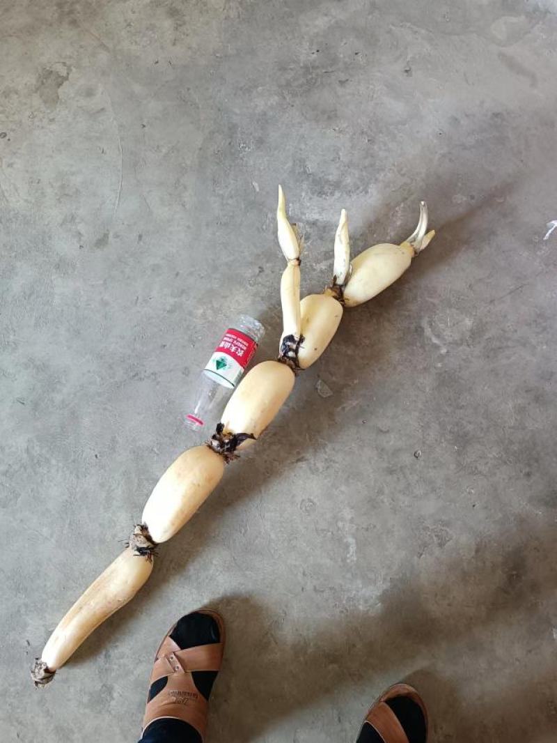 莲藕新35