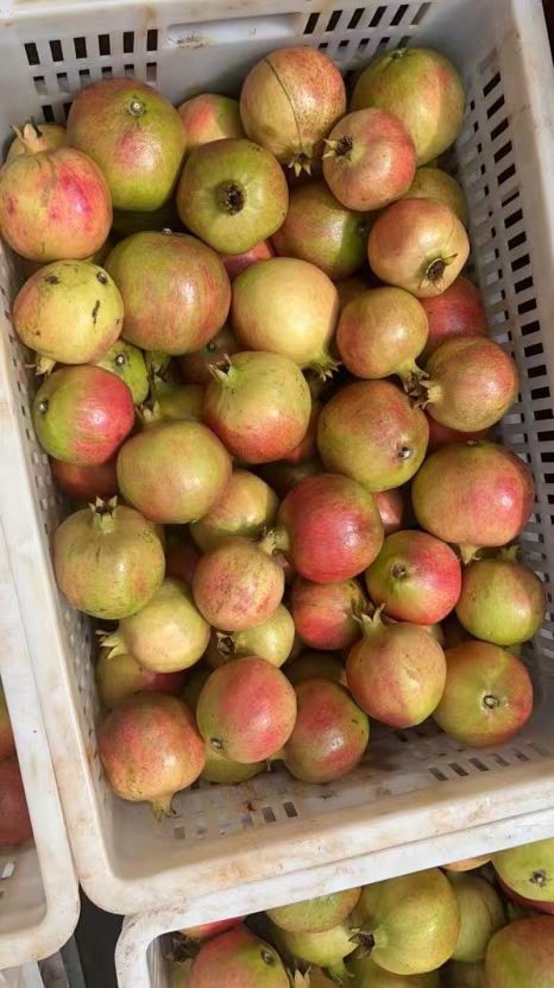 软籽石榴小彩果价美货好