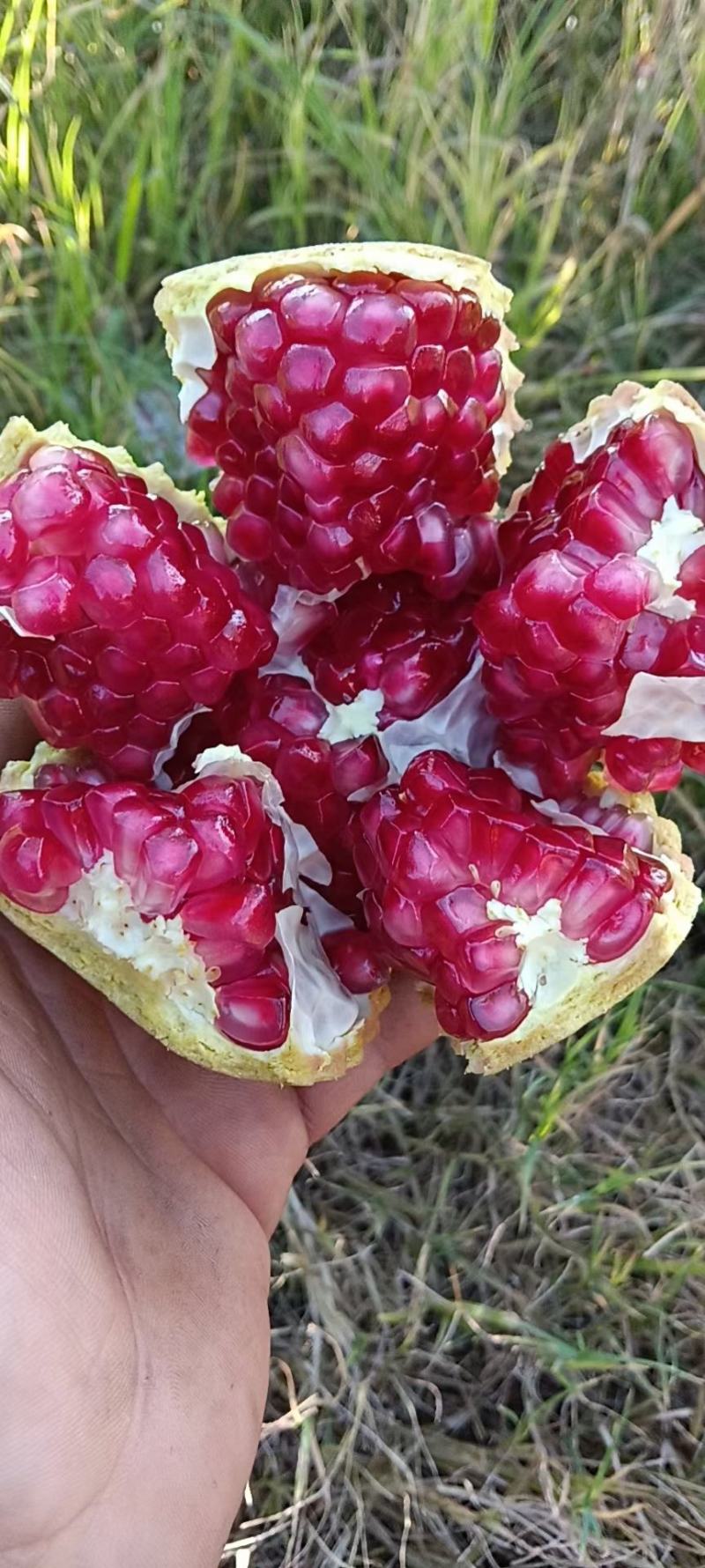 软籽石榴小彩果价美货好
