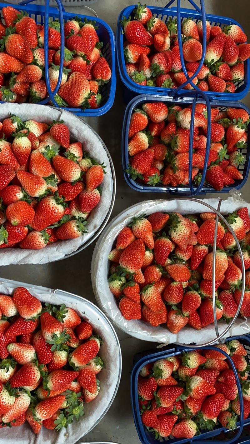 【优选】双八草莓基地直发货源充足价格优惠可长期合作甜蜜