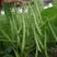 立农8号芸豆种子不用搭架的地豆种子荚长12厘米