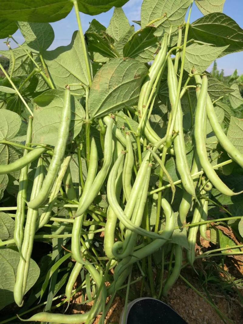 立农8号芸豆种子不用搭架的地豆种子荚长12厘米