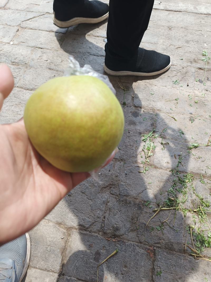 玉露香需要的老板联系，还有各种水果需要的看过来