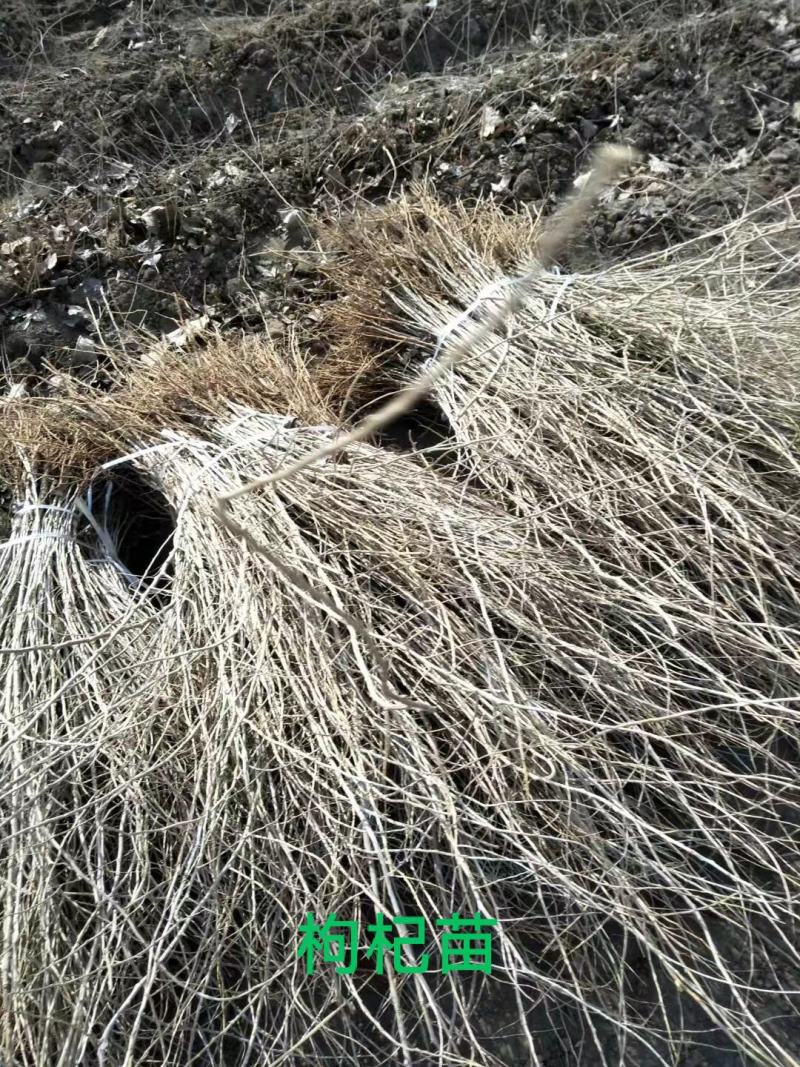 红枸杞，黑枸杞苗，质量好，价格低，产地直发。