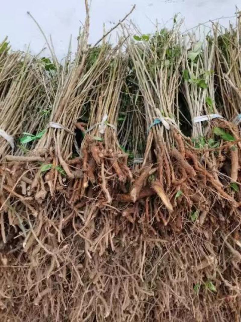 红枸杞，黑枸杞苗，质量好，价格低，产地直发。