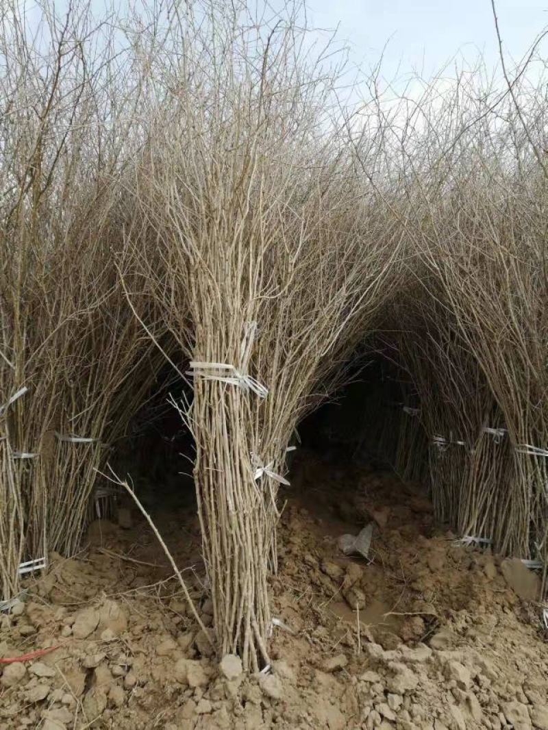 红枸杞，黑枸杞苗，质量好，价格低，产地直发。