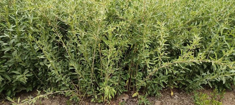 红枸杞，黑枸杞苗，质量好，价格低，产地直发。