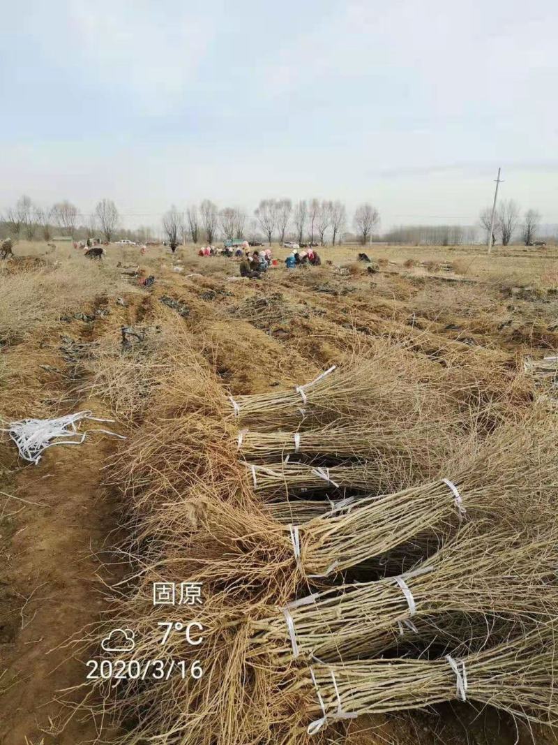 红枸杞，黑枸杞苗，质量好，价格低，产地直发。