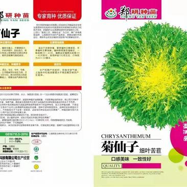 郑研苦菊种子菊仙子碎叶苦菊种子精选纯度高