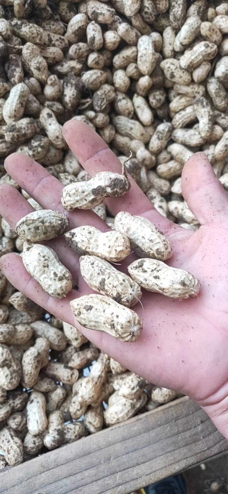 鲜花生白沙小白沙，四粒红罗汉果。市场档口超市信阳