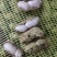 鲜花生白沙小白沙，四粒红罗汉果。市场档口超市信阳