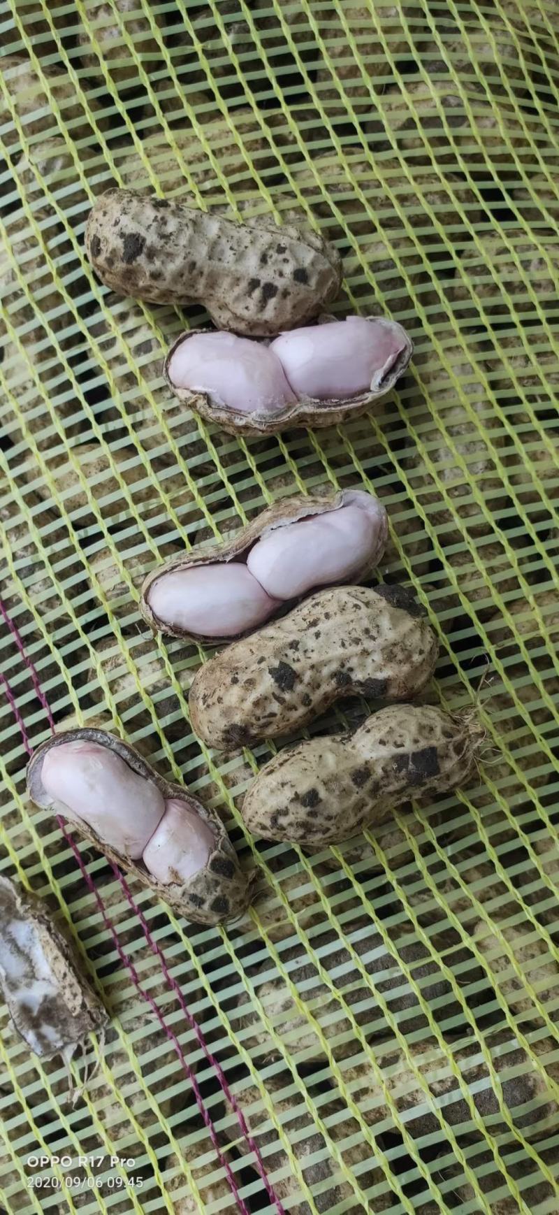 鲜花生白沙小白沙，四粒红罗汉果。市场档口超市信阳