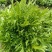 郑研苦菊种子菊仙子碎叶苦菊种子精选纯度高