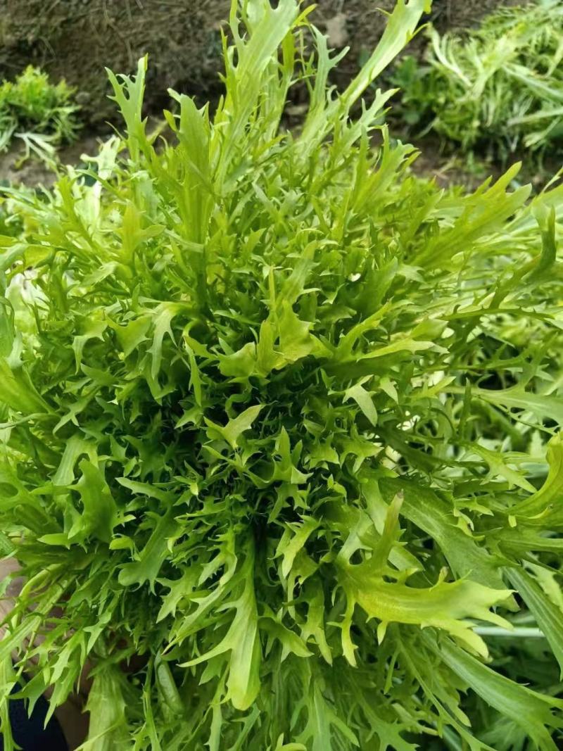 郑研苦菊种子菊仙子碎叶苦菊种子精选纯度高