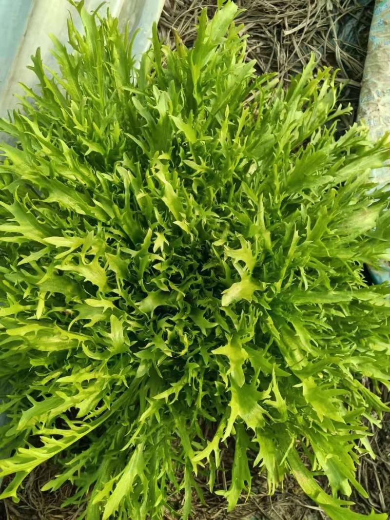 郑研苦菊种子菊仙子碎叶苦菊种子精选纯度高