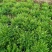 郑研苦菊种子菊仙子碎叶苦菊种子精选纯度高