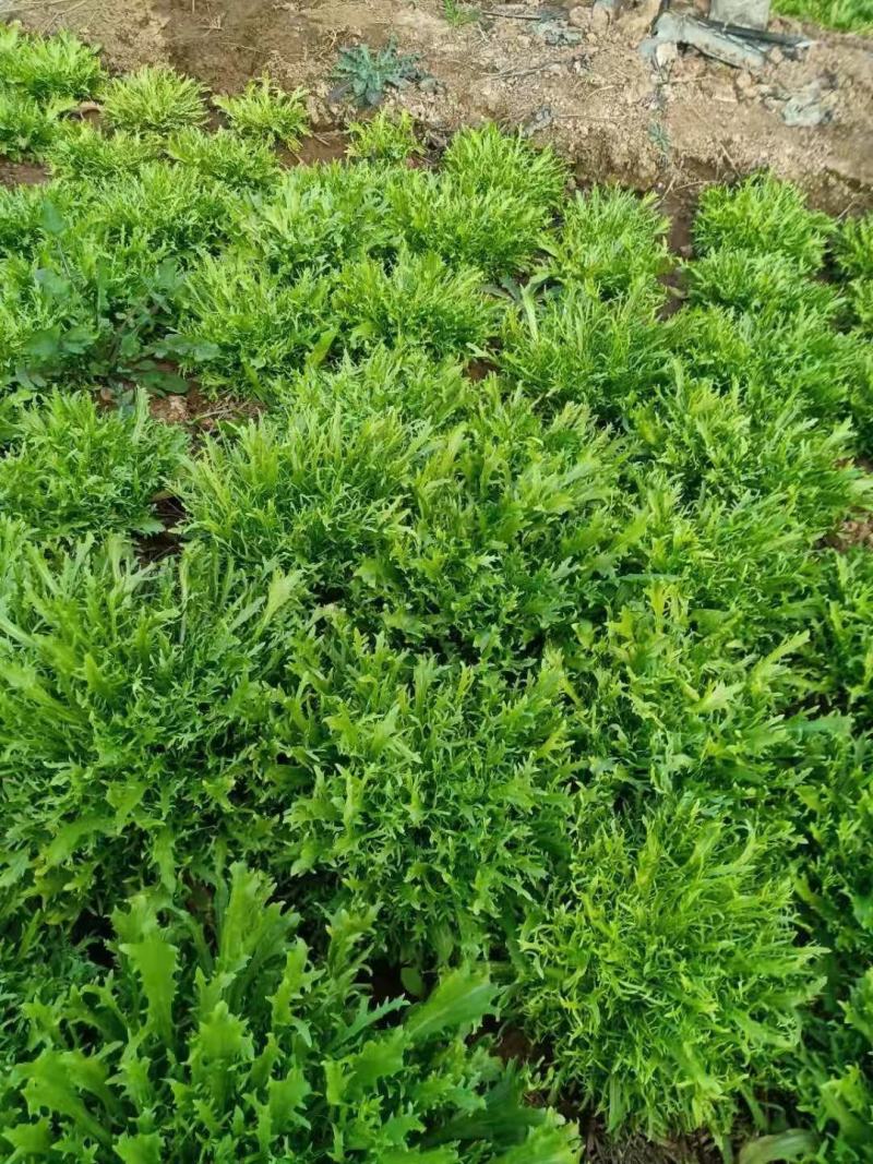 郑研苦菊种子菊仙子碎叶苦菊种子精选纯度高