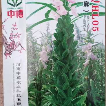 黑芝麻种子白芝麻种子郑芝麻种子100g
