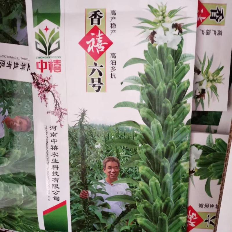 黑芝麻种子白芝麻种子郑芝麻种子100g
