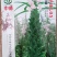 黑芝麻种子白芝麻种子郑芝麻种子100g