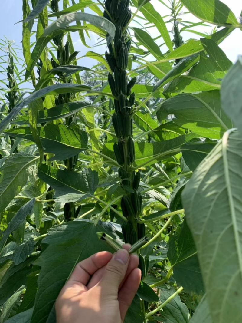 黑芝麻种子白芝麻种子郑芝麻种子100g