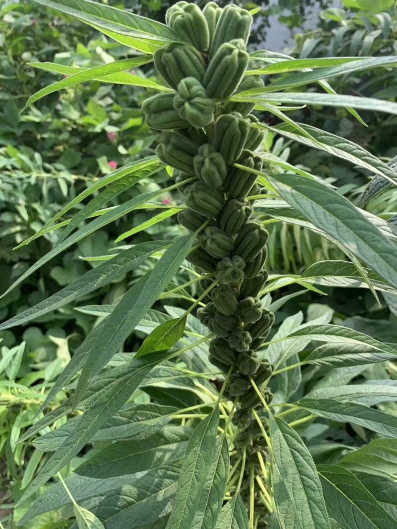 黑芝麻种子白芝麻种子郑芝麻种子100g