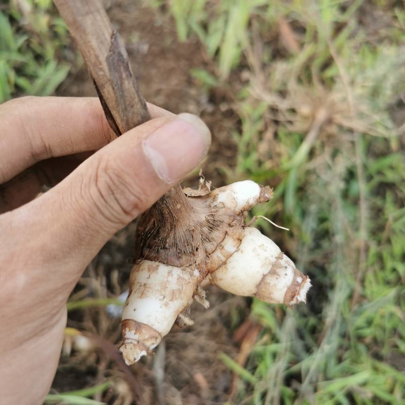 白芨商品大量出售