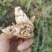 白芨商品大量出售