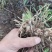 白芨商品大量出售