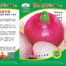 豫A红3号洋葱种子可以早上市5月初就可以收获早熟品种