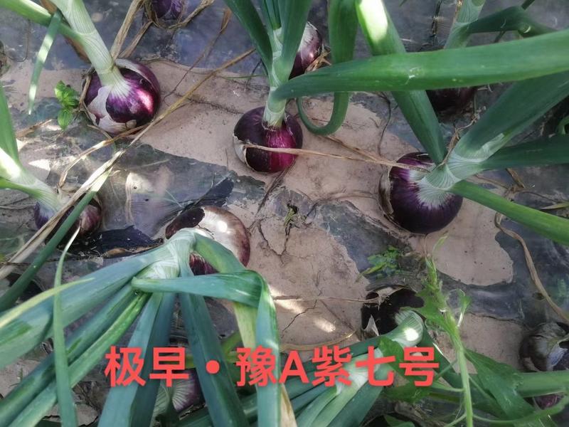 豫A紫七号早熟洋葱种子抢早上市豫A红九号产量高