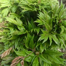 勺药，四川芍药，产地发货，精品推荐，对接大型采购商