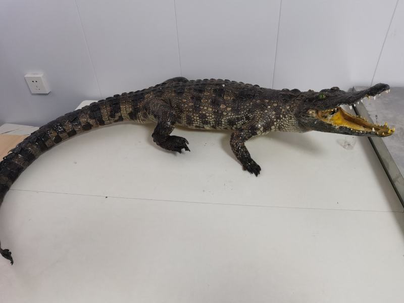 鳄鱼小标本价格优惠鳄鱼头骨鳄鱼艺术品做工精细