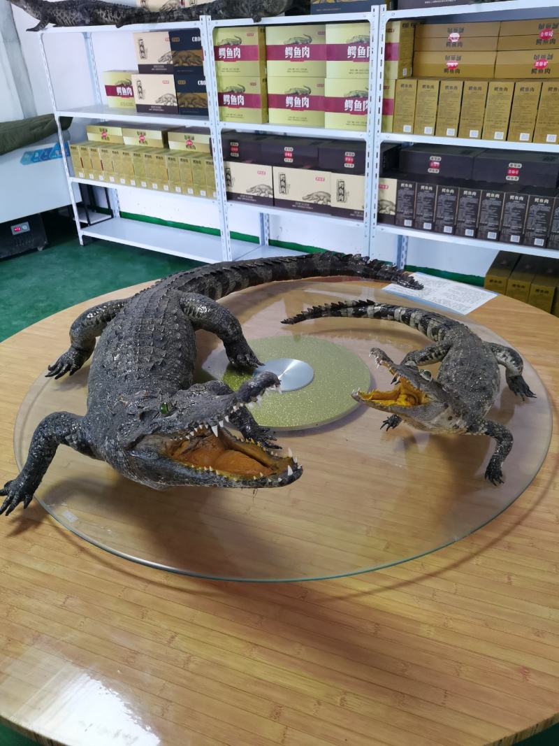 鳄鱼小标本价格优惠鳄鱼头骨鳄鱼艺术品做工精细