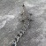 鳄鱼小标本价格优惠鳄鱼头骨鳄鱼艺术品做工精细