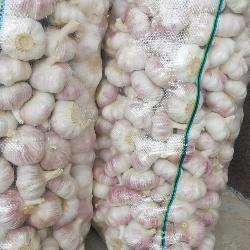 邳州精品净蒜分级蒜新蒜长年供货质量保证