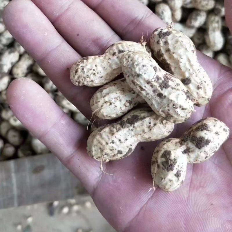 鲜花生大白沙小白沙鲁花四粒红电商走市场，