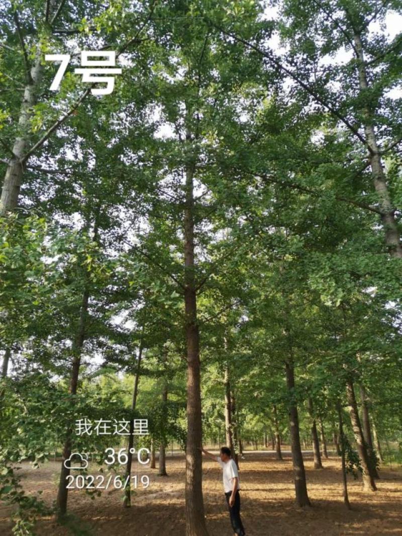 银杏树30公分基地，供货速度快！各种规格欢迎联系