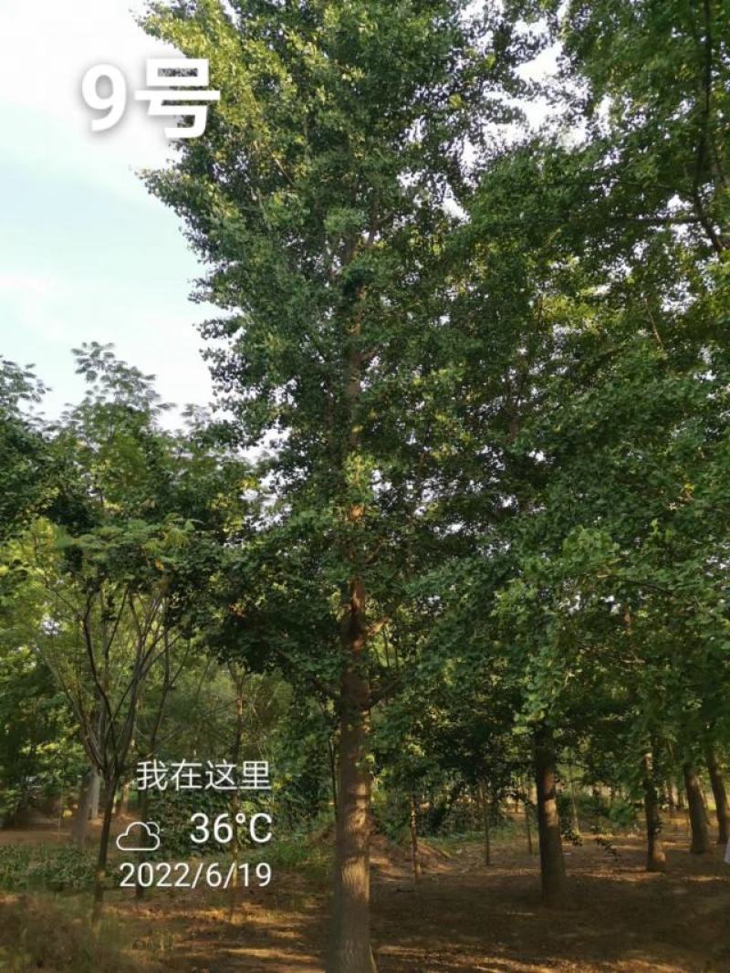 银杏树30公分基地，供货速度快！各种规格欢迎联系