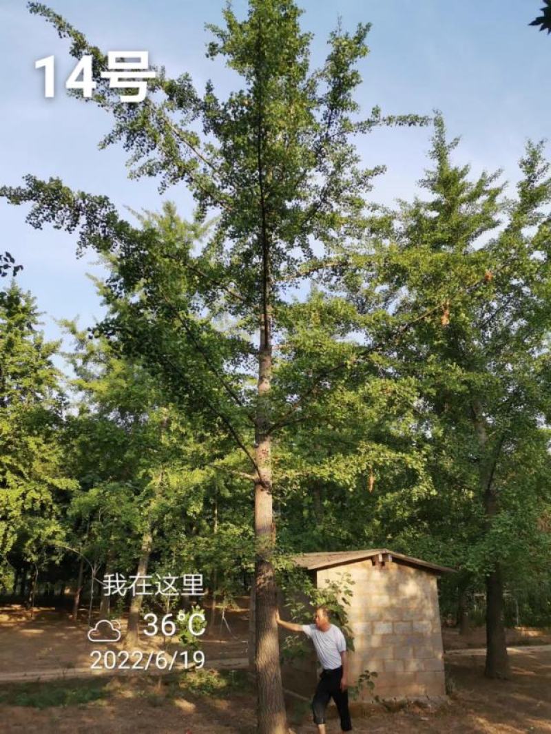 银杏树30公分基地，供货速度快！各种规格欢迎联系