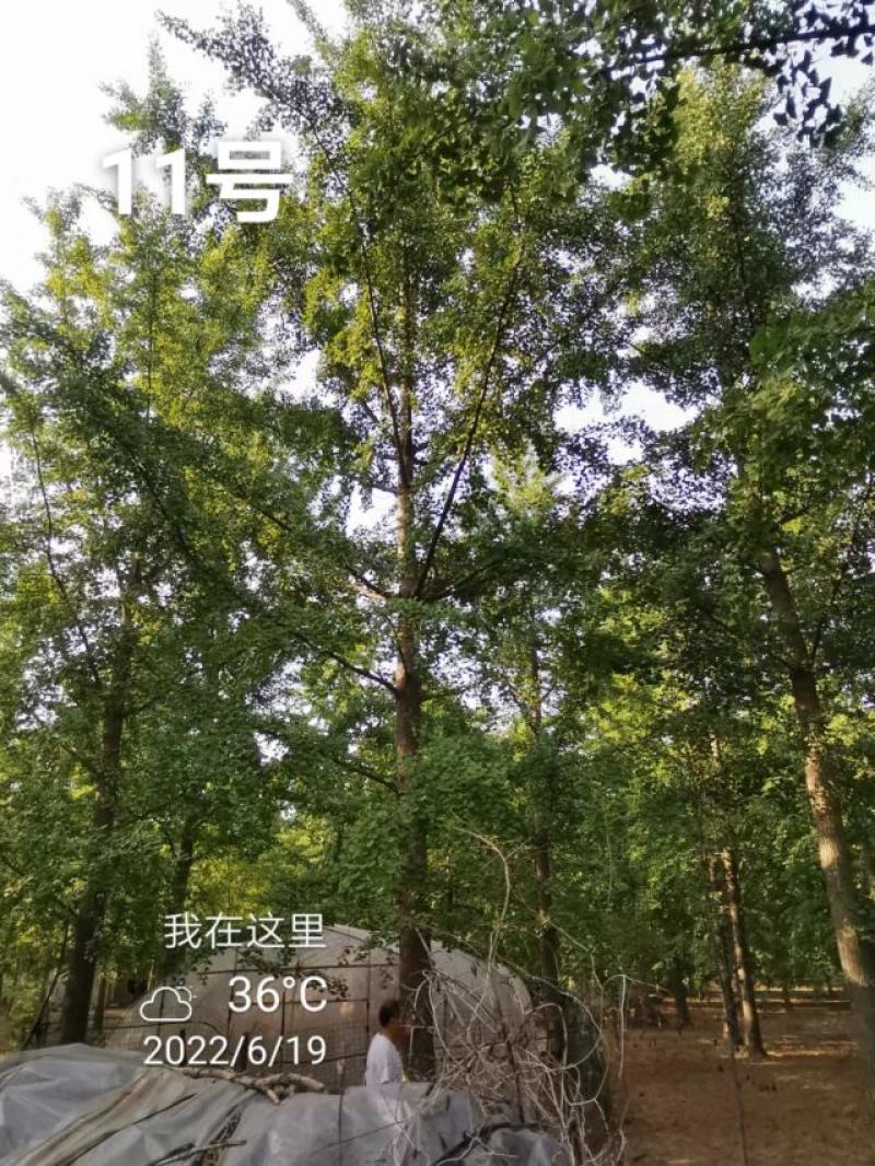 银杏树30公分基地，供货速度快！各种规格欢迎联系