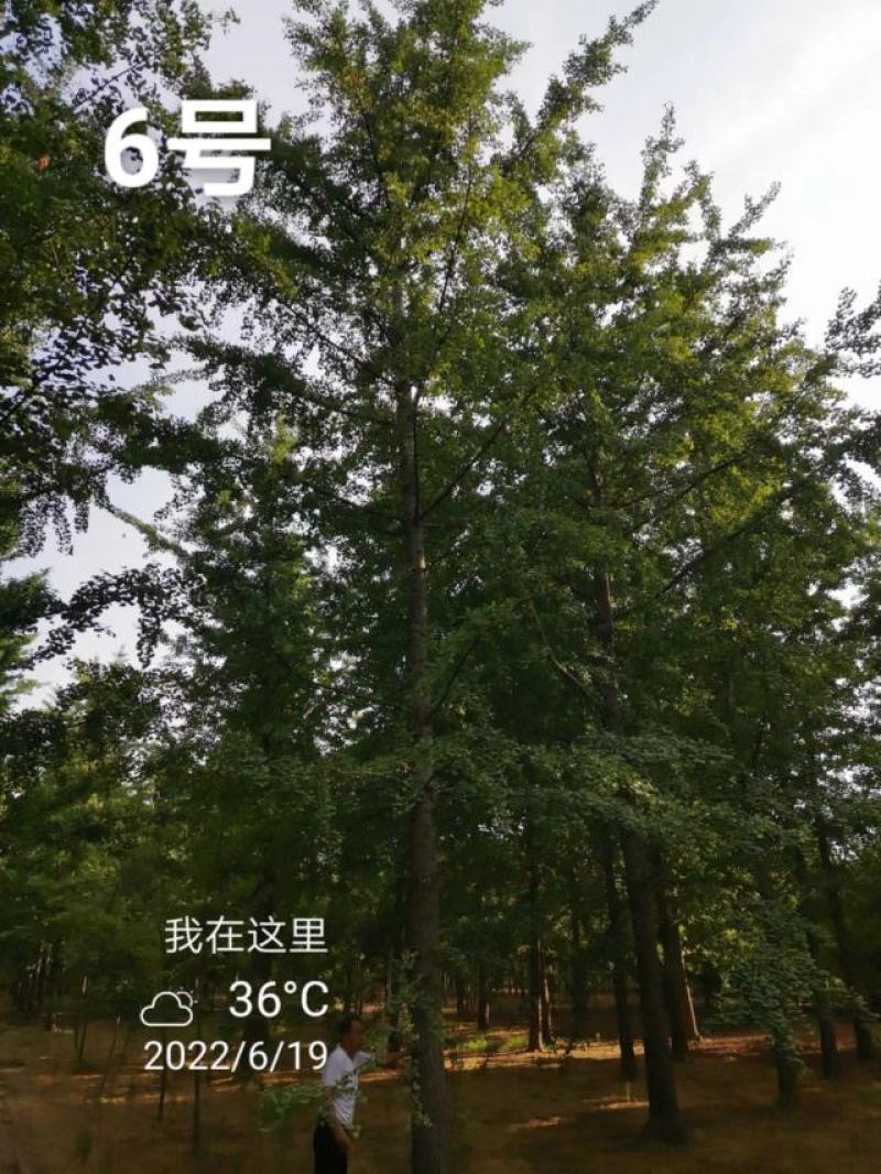 银杏树30公分基地，供货速度快！各种规格欢迎联系