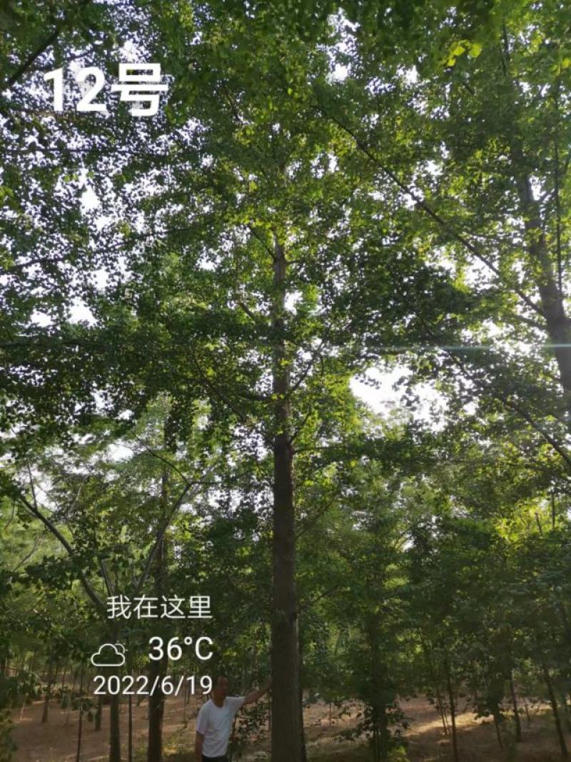 银杏树30公分基地，供货速度快！各种规格欢迎联系