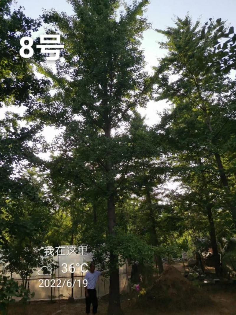银杏树30公分基地，供货速度快！各种规格欢迎联系