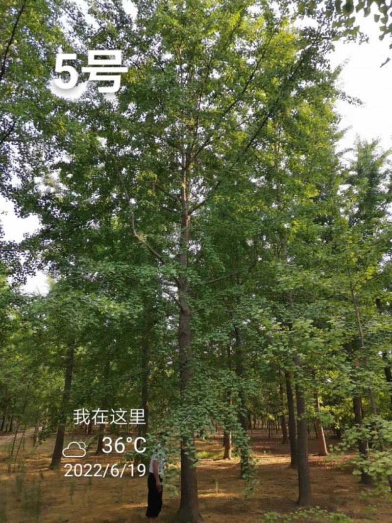 银杏树30公分基地，供货速度快！各种规格欢迎联系