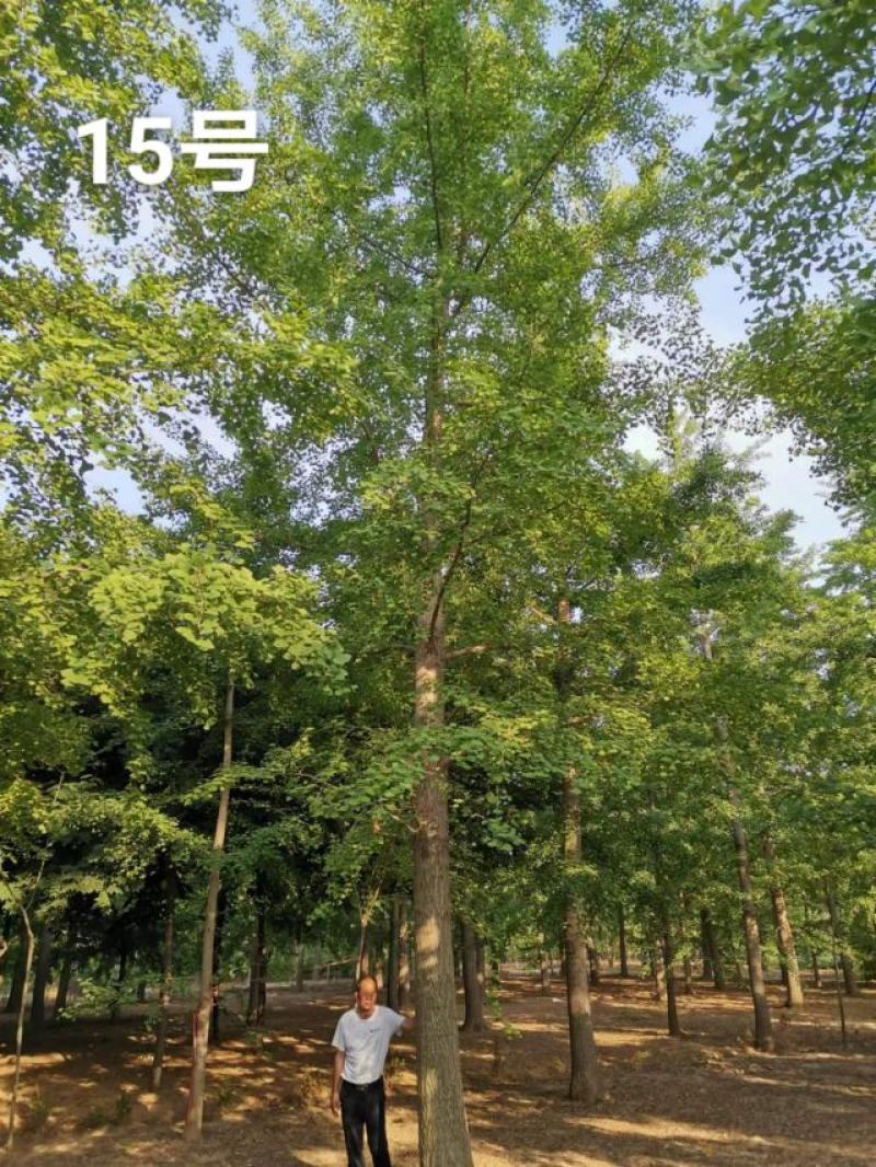 银杏树30公分基地，供货速度快！各种规格欢迎联系